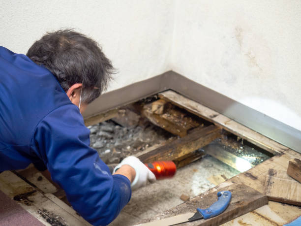 Best Professional Mold Removal  in Franklin, PA