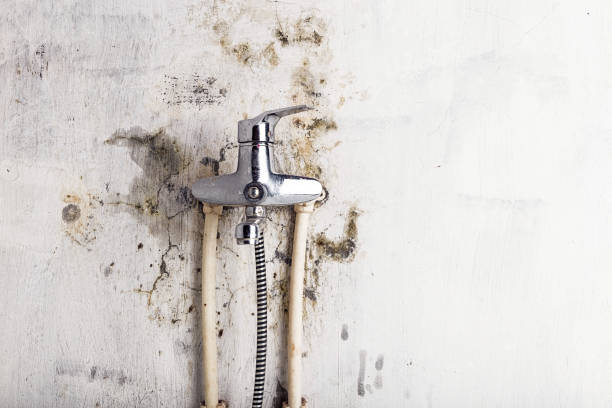 Best Mold Removal Company Near Me  in Franklin, PA
