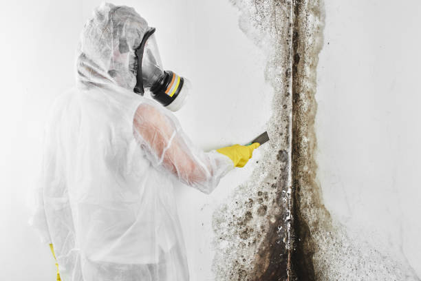 Best Best Mold Removal Companies  in Franklin, PA