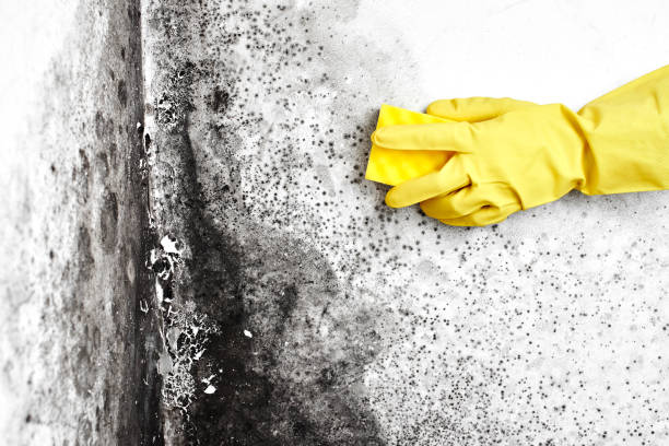 Mold Testing and Removal in Franklin, PA