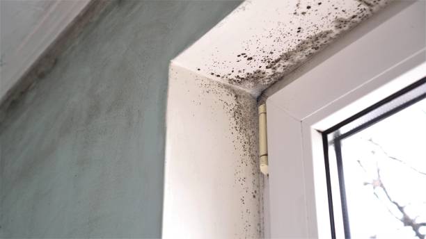 Best Mold Testing  in Franklin, PA