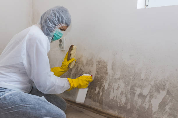 Best Crawl Space Mold Removal  in Franklin, PA