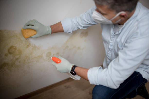 Best Toxic Mold Removal  in Franklin, PA