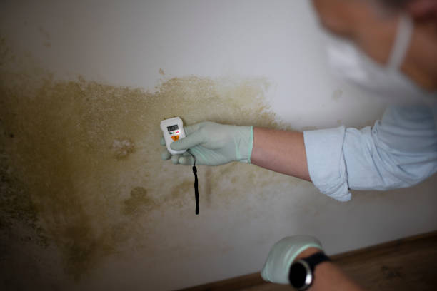 Best Mold Removal Near Me  in Franklin, PA