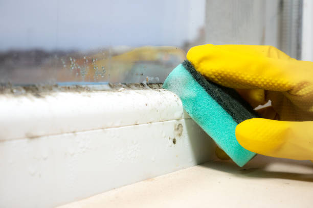 Best Mold Testing and Removal  in Franklin, PA