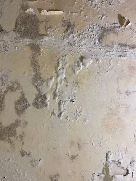 Franklin, PA Mold Removal Company