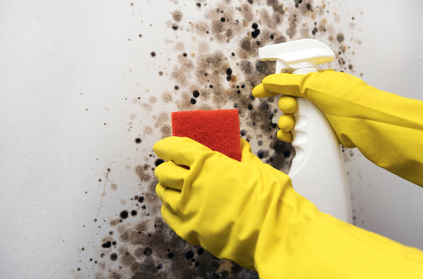 Best Local Mold Removal Service  in Franklin, PA