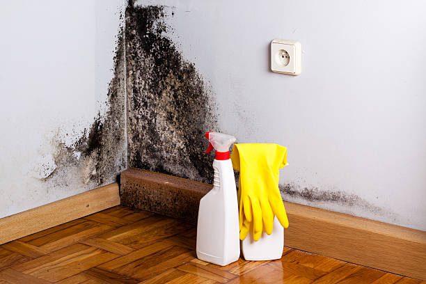 Best Mold Remediation Services  in Franklin, PA