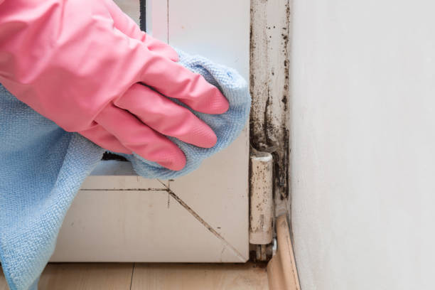 Best Mold Damage Repair  in Franklin, PA