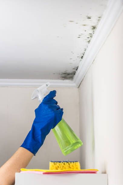 Home Mold Removal in Franklin, PA
