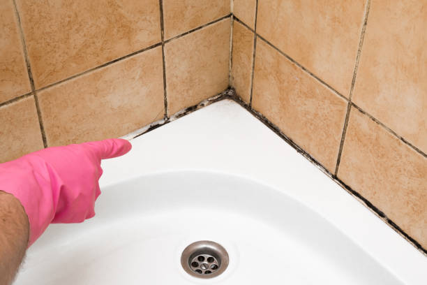 Best Office Mold Removal Services  in Franklin, PA