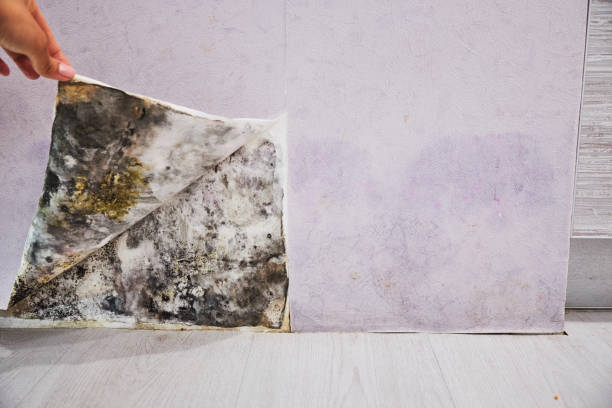 Best Water Damage Restoration  in Franklin, PA